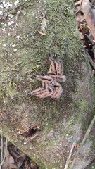 Phrixotrichus scrofa