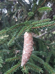 Picea glehnii