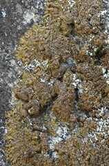 Xanthoparmelia pulla