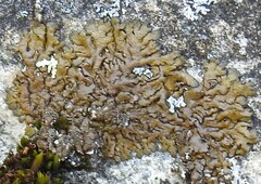 Xanthoparmelia pulla