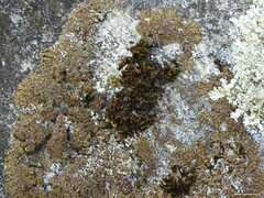 Xanthoparmelia pulla