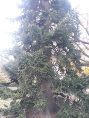Picea glehnii