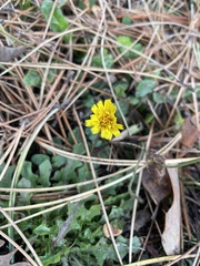 Hypochaeris radicata