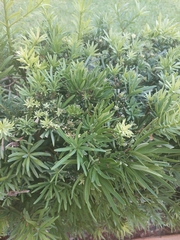 Asparagus falcatus