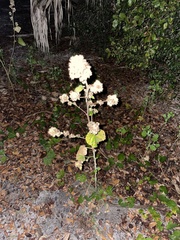 Sida cordifolia