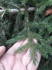 Picea glehnii