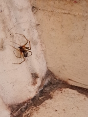 Steatoda grossa
