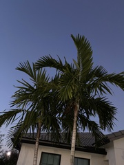 Arecaceae