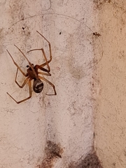 Steatoda grossa