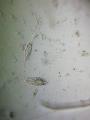 Hypotrichia