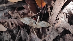 Lagynopteryx botulata