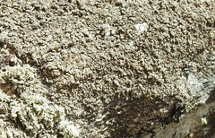 Leprocaulaceae