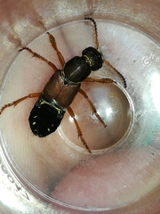 Staphylinus dimidiaticornis