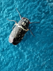 Acraephia perspicillata