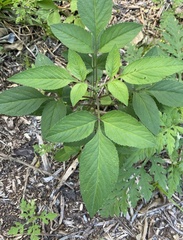 Bidens alba
