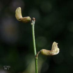 Astragalus convallarius