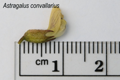 Astragalus convallarius