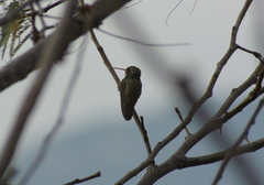 Phaeoptila sordida