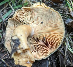 Lactarius aurantiosordidus
