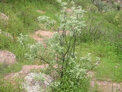 Brachylaena rotundata