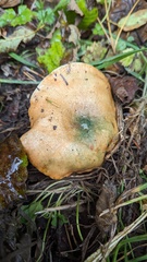 Lactarius aurantiosordidus