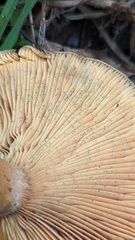 Lactarius aurantiosordidus