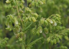 Emmenanthe penduliflora penduliflora
