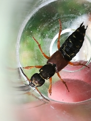 Staphylinus dimidiaticornis