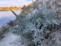 Artemisia longifolia