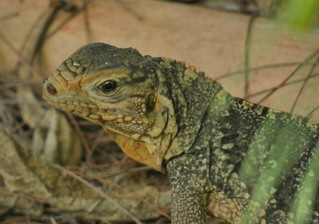 Andros Island Iguana in November 2022 by Kristin A. Bakkegard. Juvenile ...