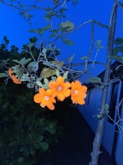 Cordia sebestena