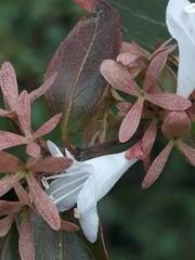 Abelia
