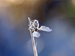 Entomophthora muscae