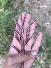 Bromus madritensis