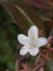 Abelia