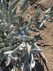 Eriodictyon tomentosum