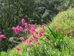 Ixia maculata