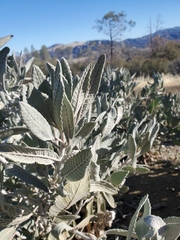 Eriodictyon tomentosum