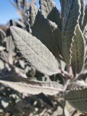 Eriodictyon tomentosum