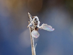 Entomophthora muscae