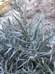 Artemisia longifolia