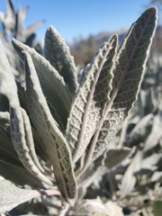 Eriodictyon tomentosum