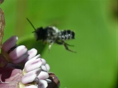 Megachile rotundata