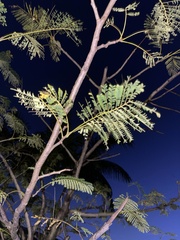 Delonix regia