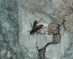 Pompiloidea
