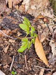 Sceptridium oneidense