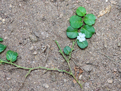 Evolvulus nummularius