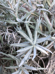 Artemisia longifolia