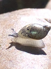Succineidae