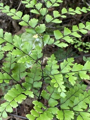 Adiantum formosum